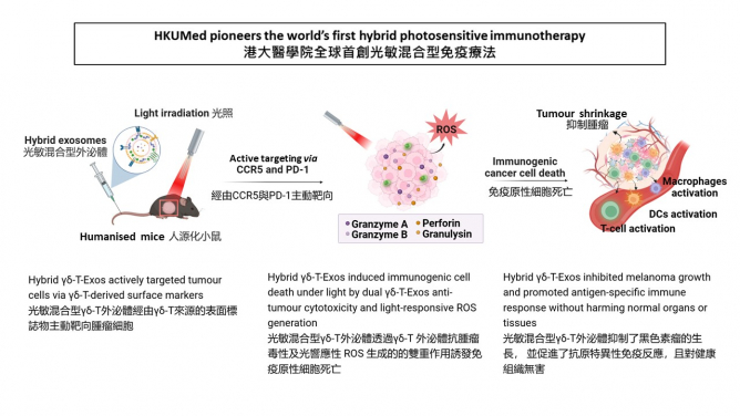 The research team, led by Professor Tu Wenwei (second right) and Professor Wang Weiping (second left), has made a breakthrough in cancer treatment by developing a new therapy which showed a significant reduction in melanoma growth, leading to more effective and safer treatments for cancers.
 
